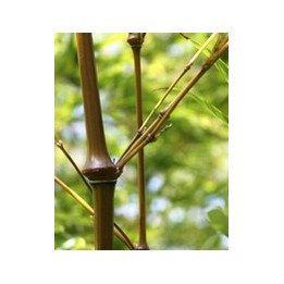 Bambou - Chimonobambusa tumidissinoda