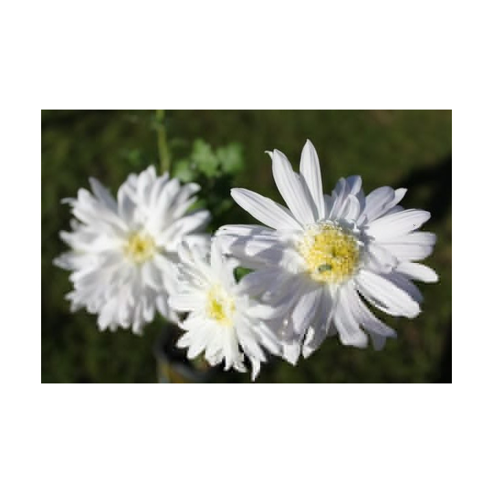 Chrysanthemum Nadine