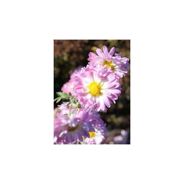 Chrysanthemum Violaine