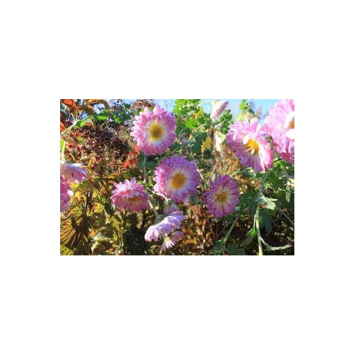 Chrysanthemum Violaine