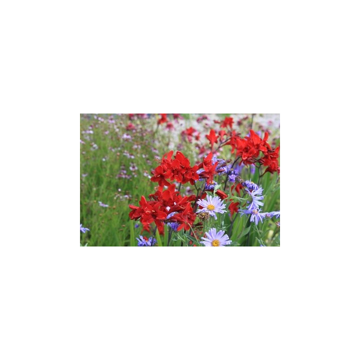 Crocosmia Hellfire