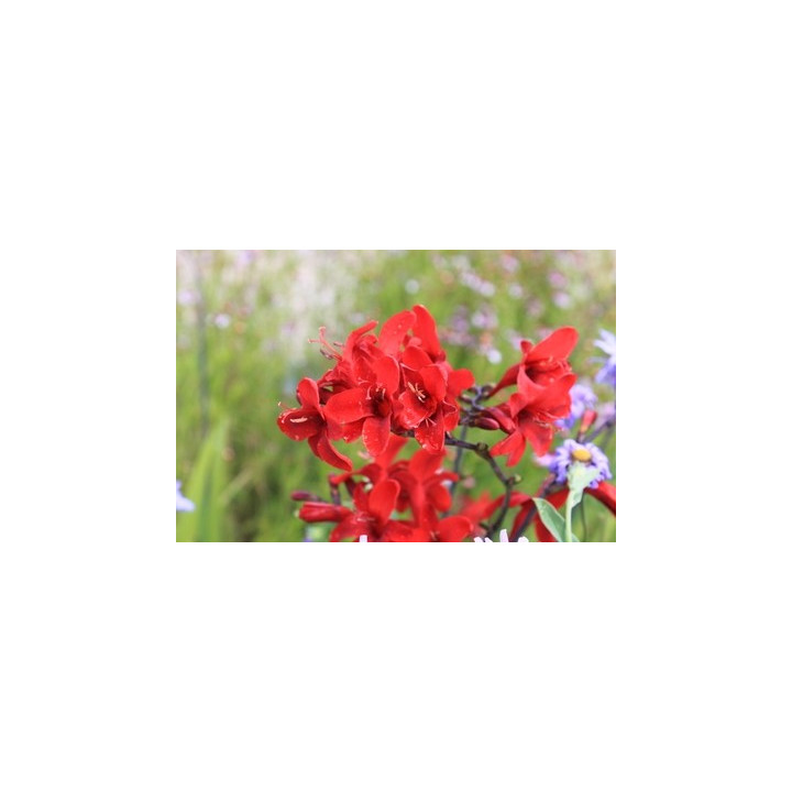 Crocosmia Hellfire