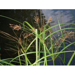 Cyperus longus - Souchet long