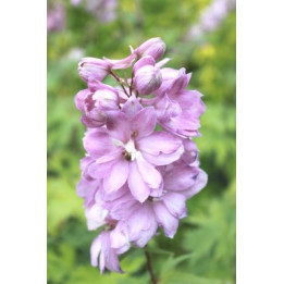 Delphinium Astolat