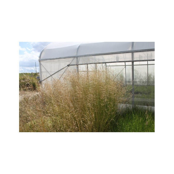 Deschampsia cespitosa Goldschleier
