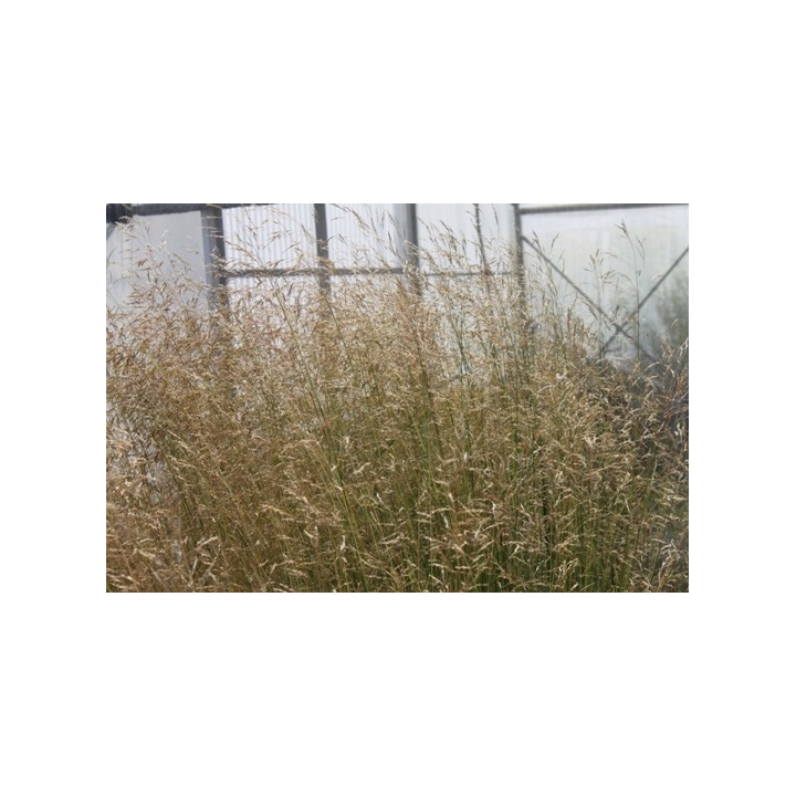 Deschampsia cespitosa Goldschleier