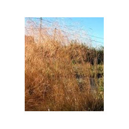 Deschampsia cespitosa Scottland