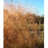 Deschampsia cespitosa Schottland