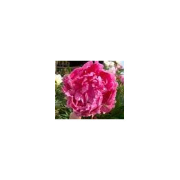 Paeonia « Dr Alexander Fleming »