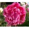 Paeonia « Dr Alexander Fleming »