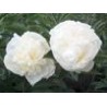 Paeonia « Duchesse de Nemours »