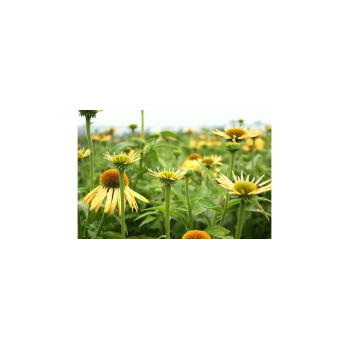 Echinacea purpurea Harvest Moon