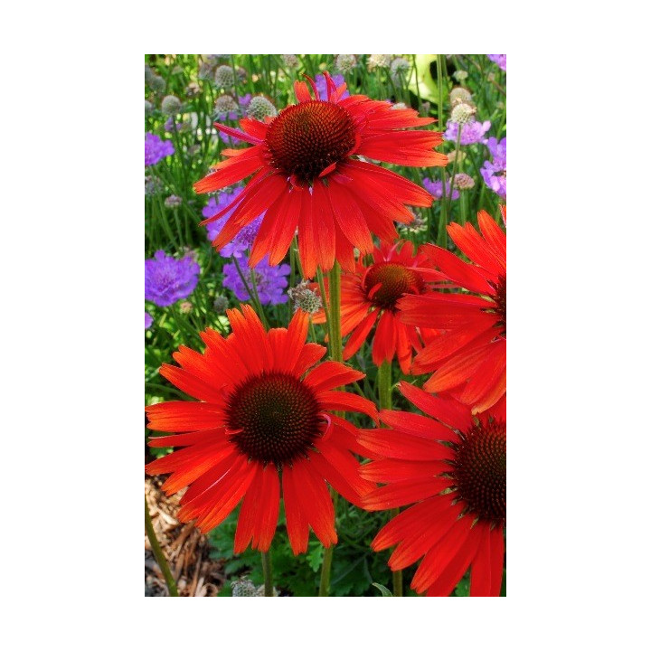 Echinacea Hot Lava