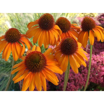 Echinacea purpurea Tiki Torch Echinacea purpurea Tiki Torch