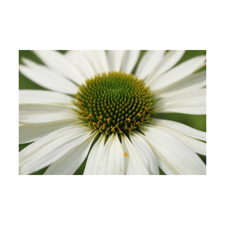 Echinacea purpurea Virgin