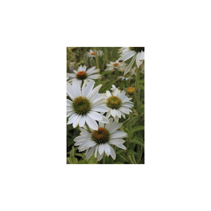 Echinacea purpurea Virgin