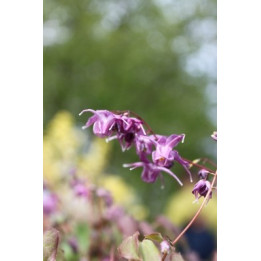 Epimedium grandiflorum Lilafee
