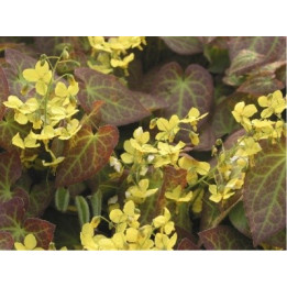 Epimedium perralchicum Frohnleiten