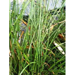 Equisetum scirpoïdes - prêle naine