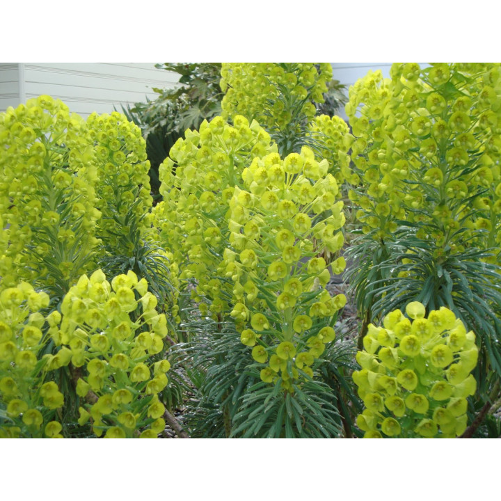 Multiples fleurs de l'Euphorbia characias subsp. wulfenii