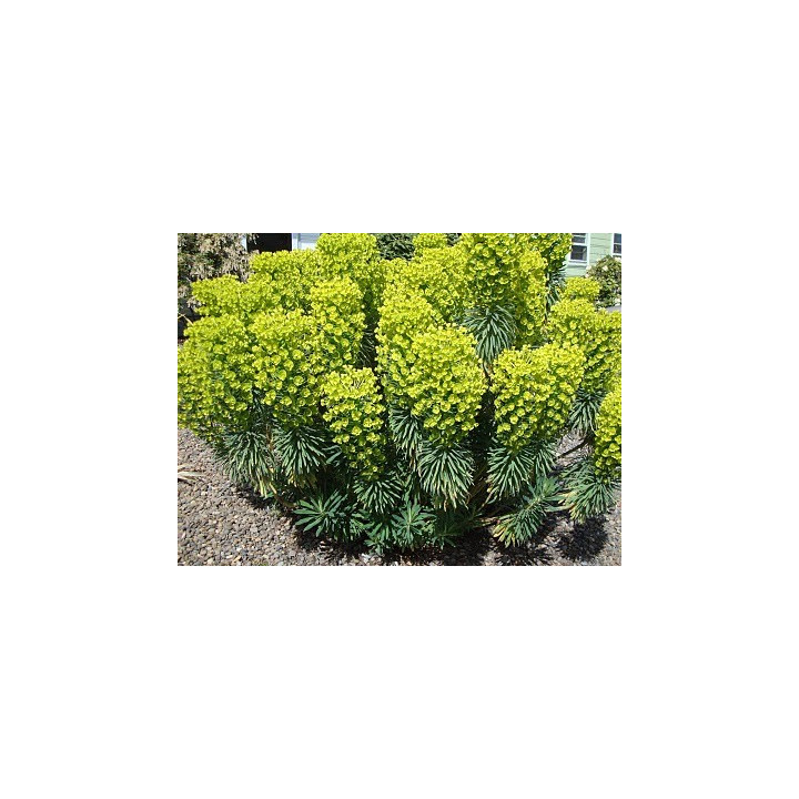 Euphorbia characias subsp. wulfenii en massif