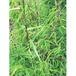 Bambou - Fargesia nitida Shadow Light