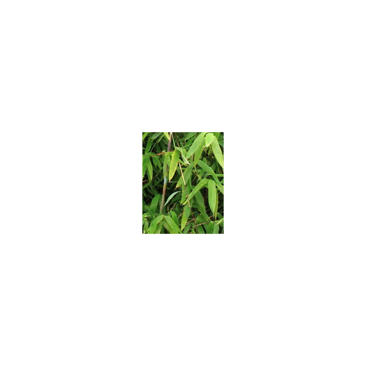 Bambou Fargesia Winter Joy