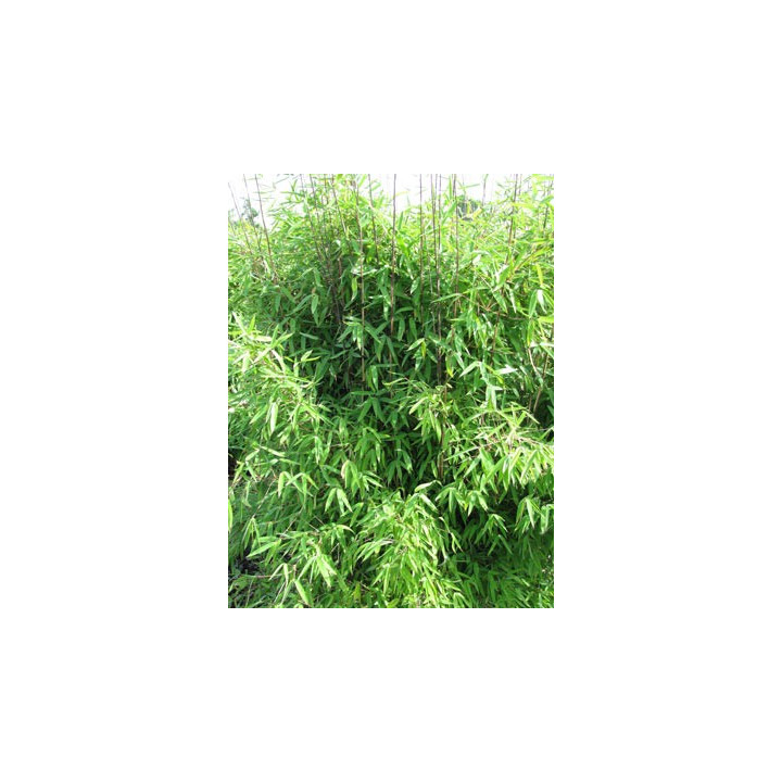 Bambou Fargesia Winter Joy