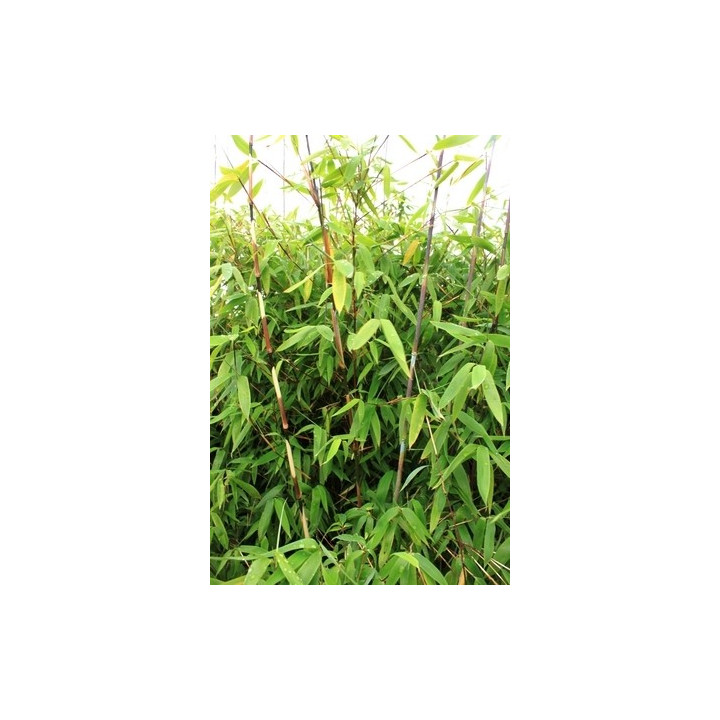 Bambou Fargesia Winter Joy