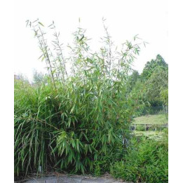 Bambou Fargesia robusta Wolong