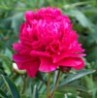 Paeonia « Felix Crousse »