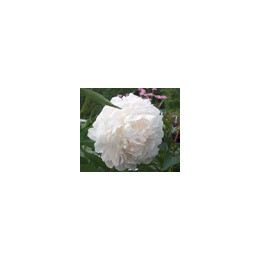 Paeonia « Festiva maxima »
