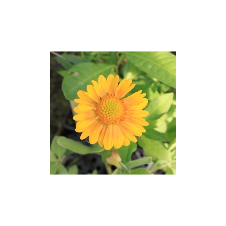 Gaillardia arizona Apricot