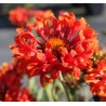 Gaillardia Frenzy