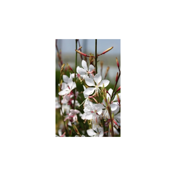 Gaura lindheimeri Whirling Butterflies