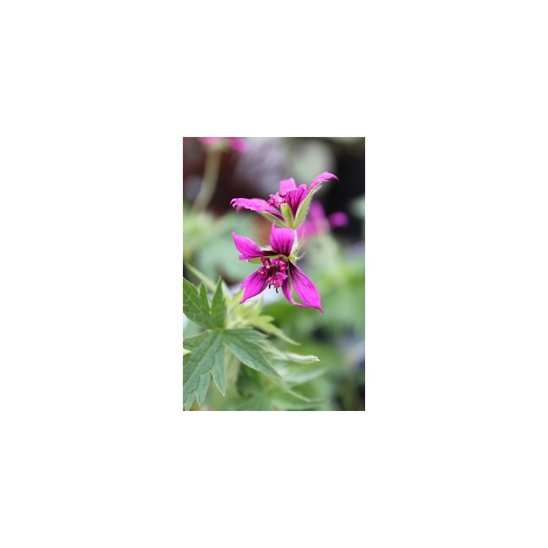 Geranium Catherine Deneuve | Géranium vivace | Le chatel des vivaces