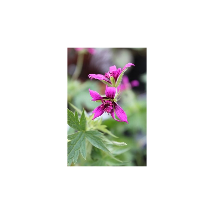 Geranium Catherine Deneuve