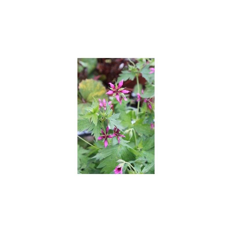 Geranium Catherine Deneuve | Géranium vivace | Le chatel des vivaces