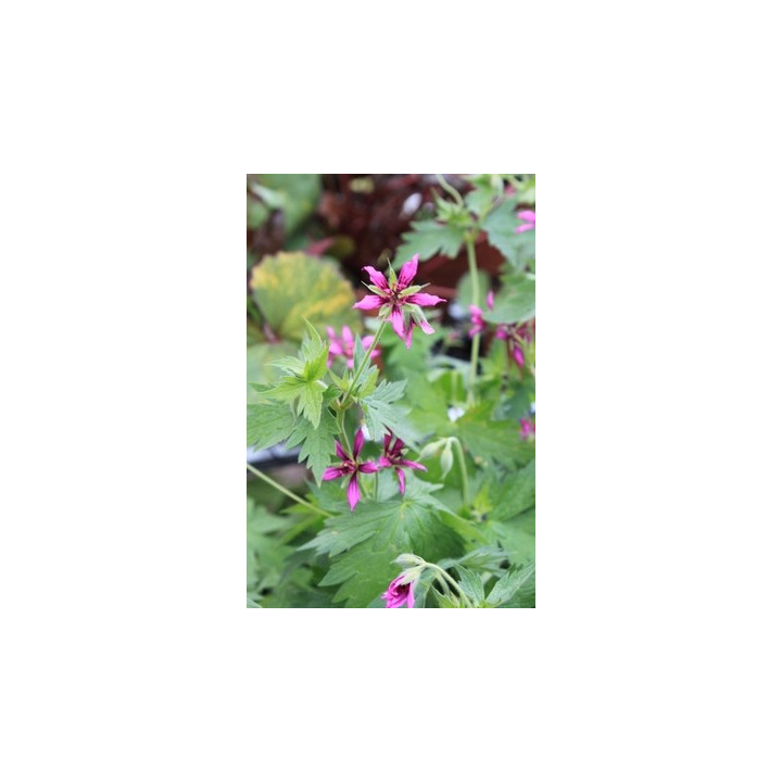 Geranium Catherine Deneuve