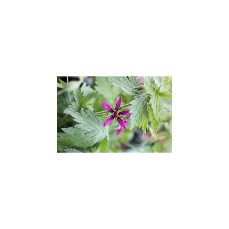 Geranium Catherine Deneuve | Géranium vivace | Le chatel des vivaces