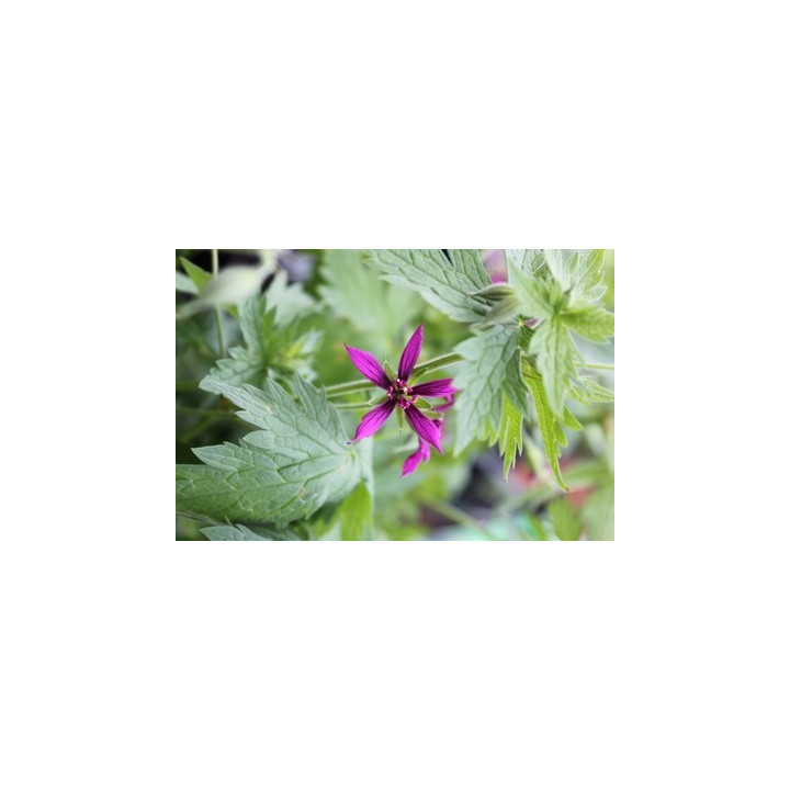 Geranium Catherine Deneuve