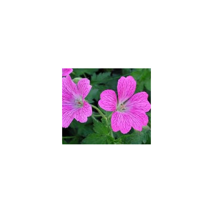 Geranium oxonianum Claridge Druce