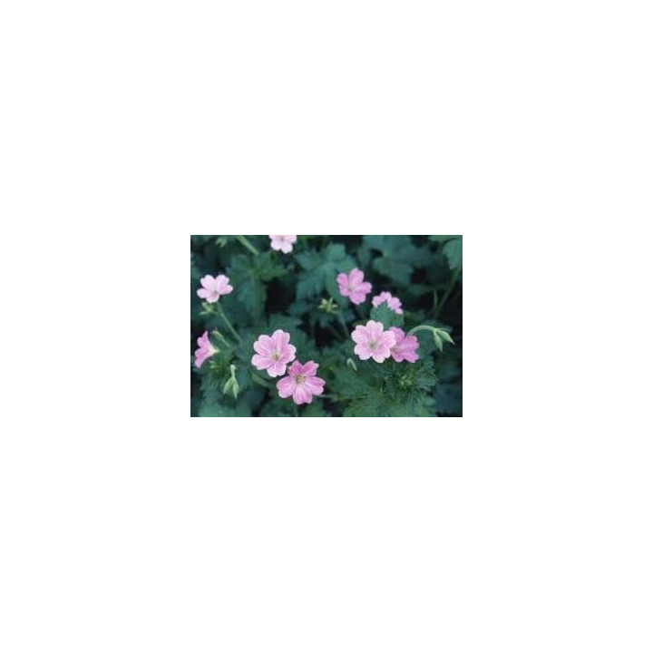 Geranium oxonianum Claridge Druce
