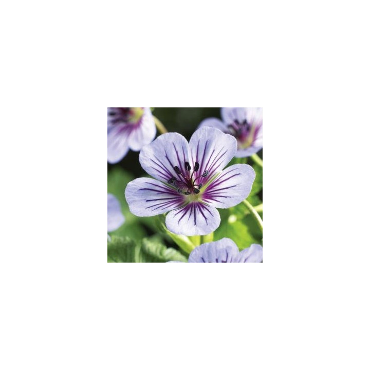 Geranium wallichianum Crystal Lake