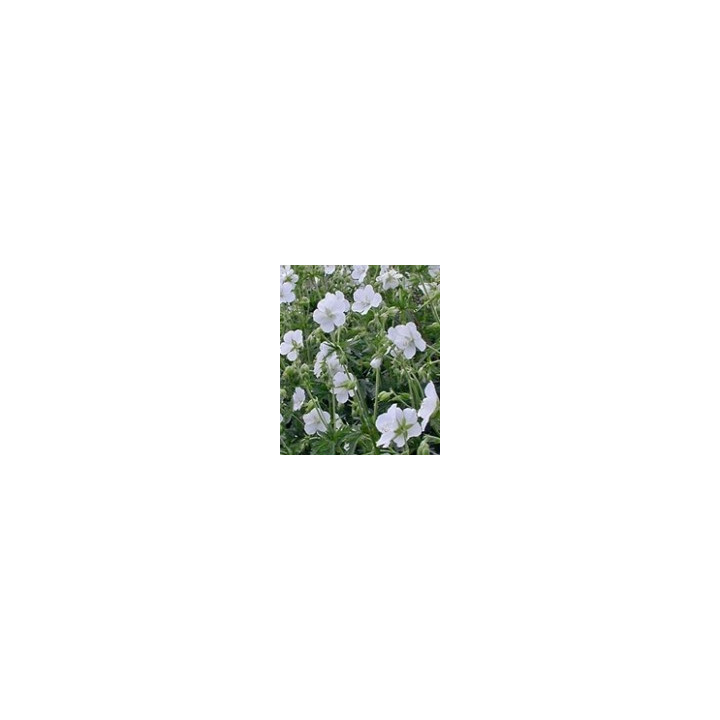 geranium pratense albiflorum Galactic