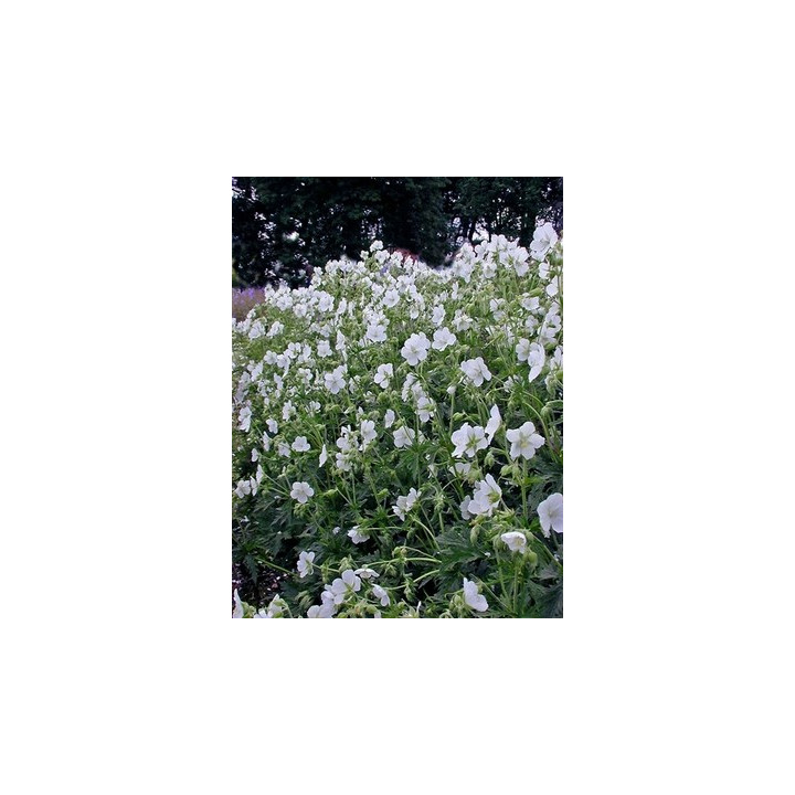 geranium pratense albiflorum Galactic