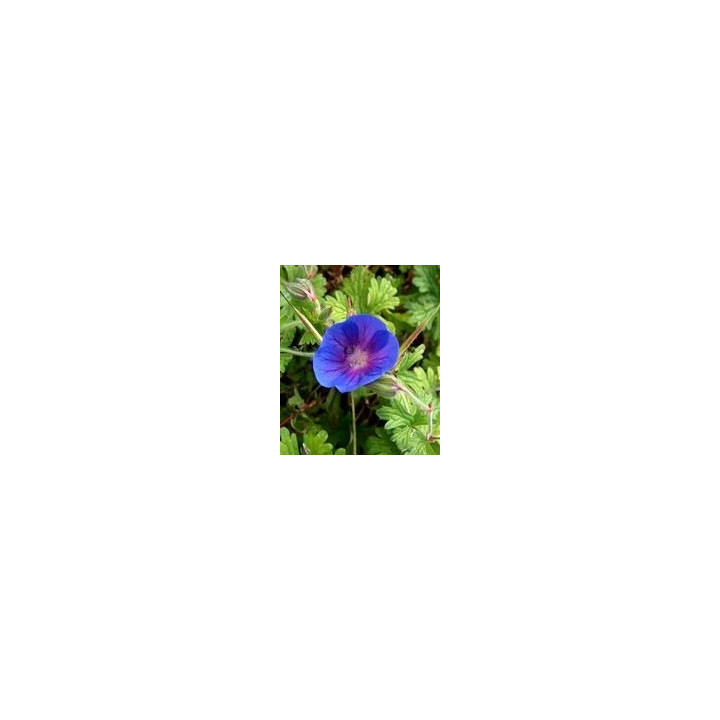 Geranium himalayense Gravetye