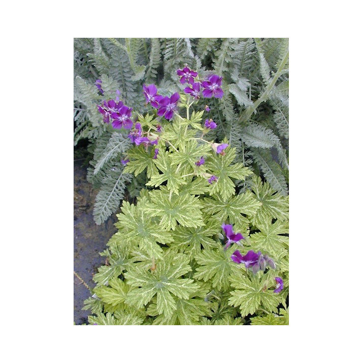 Geranium phaeum Margaret Wilson