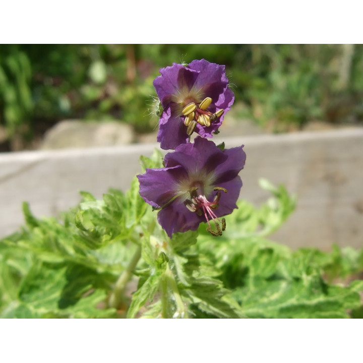 Geranium phaeum Margaret Wilson