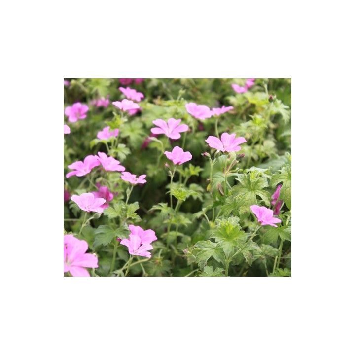 Geranium riversleaianum Mavis Simpson